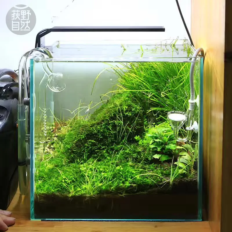 Aquarium Fish Background - Chihiros C Series ADA Style Plant
