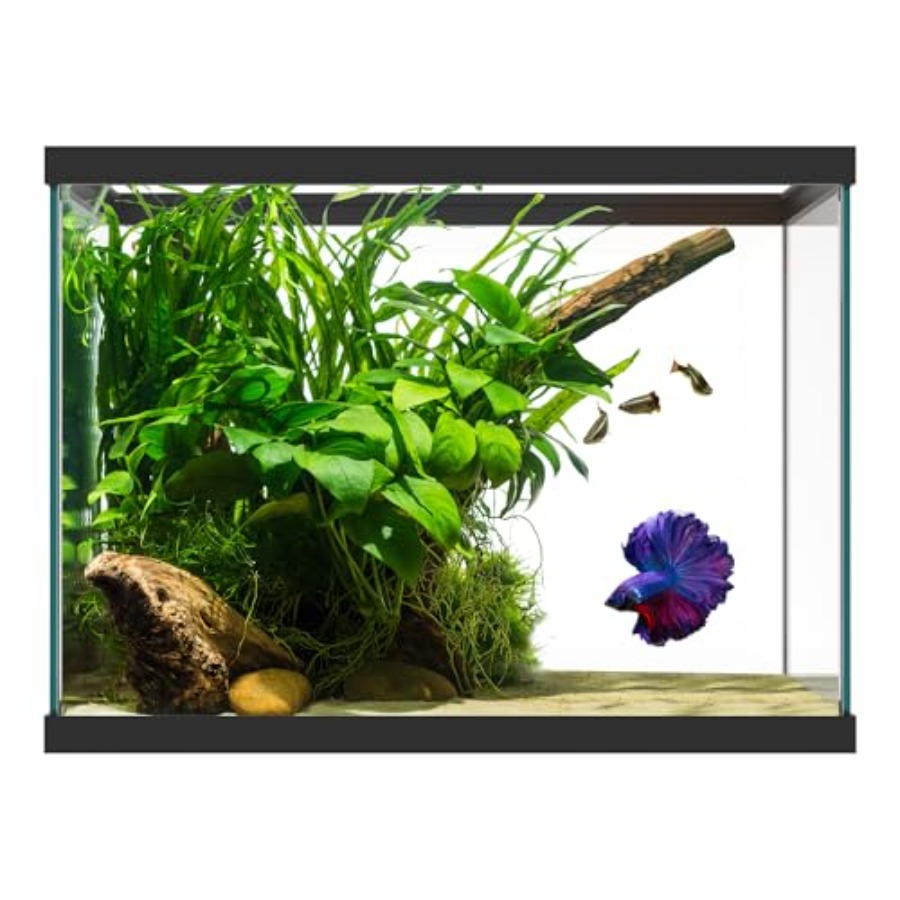 Fish Toy In Aquarium - 20 Gallon Glass Aquarium - 24