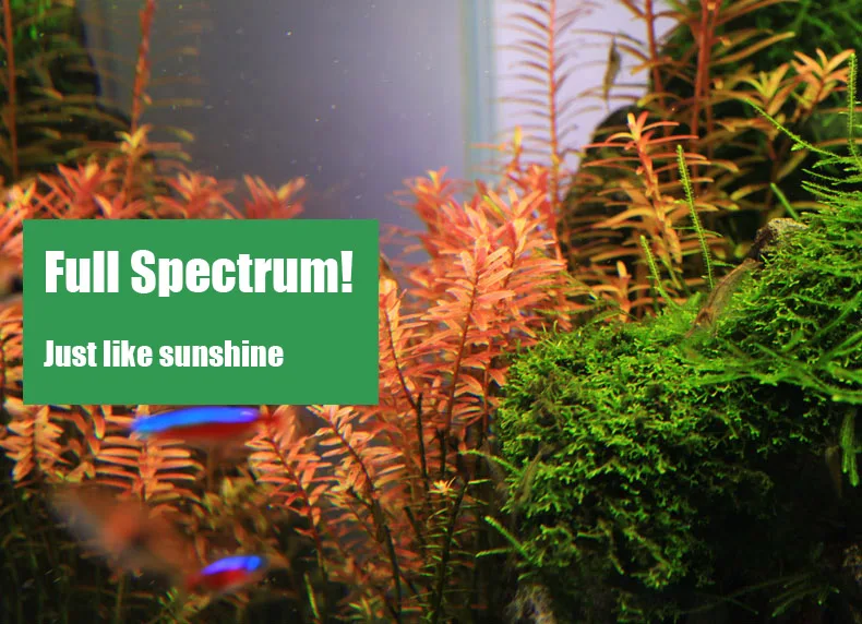 Chihiros C Series ADA Style Pl - Aquarium Fish Background 评论和价格