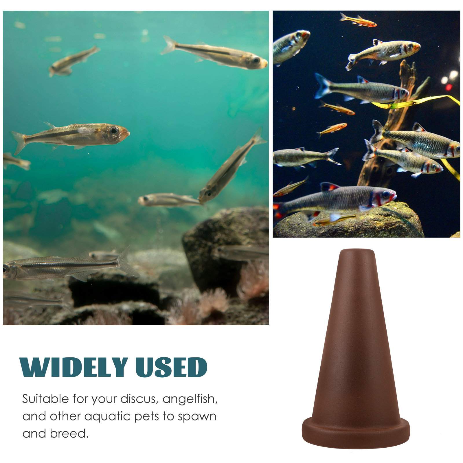 Aquarium Breeding Cone Fish Sp - Aquarium Fish Discus 评论和价格